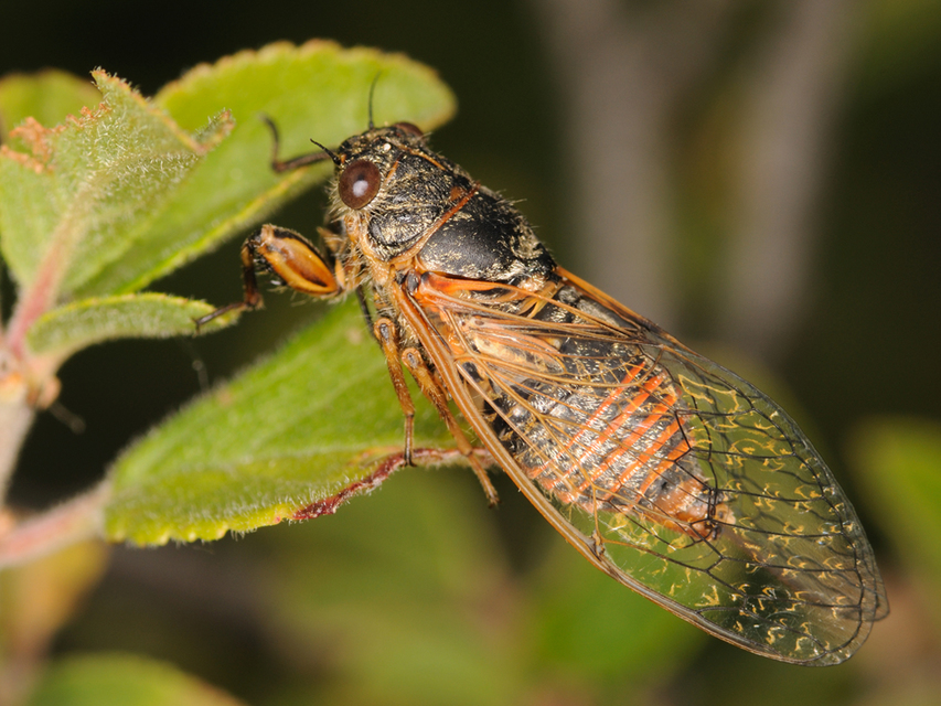 Cicadetta montana