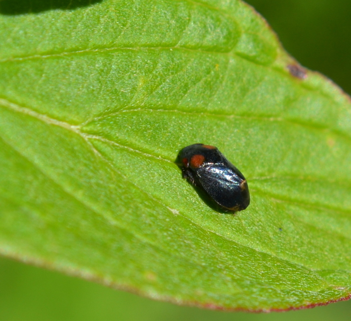 Penthimia nigra - fekete kabóca Penthimia nigra - fekete kabóca