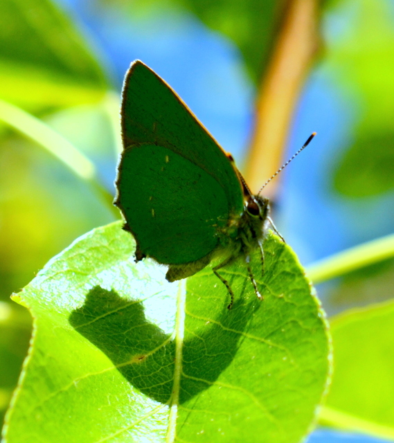 Callophrys rubi - zöldfonákú lepke