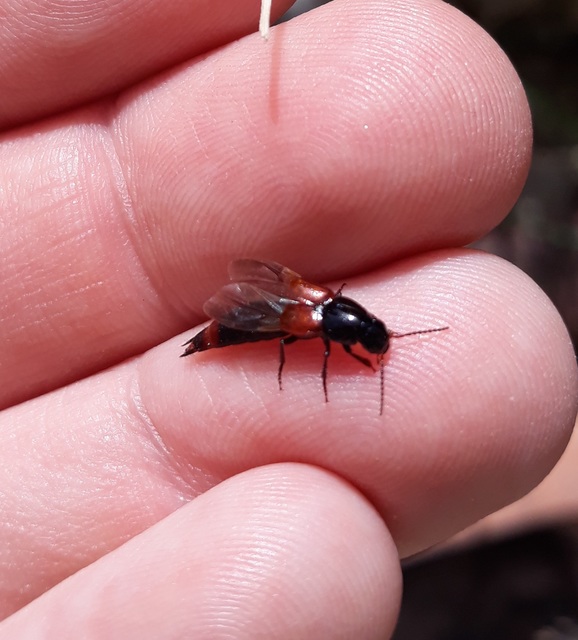 Astrapaeus ulmi - pirosöves mohaholyva