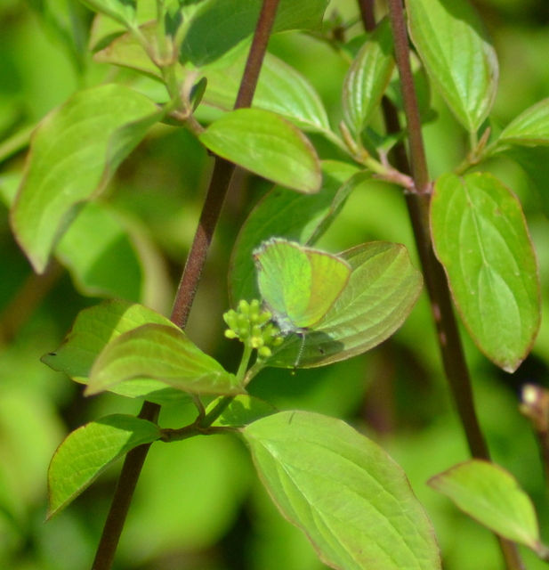 Callophrys rubi - zöldfonákú lepke