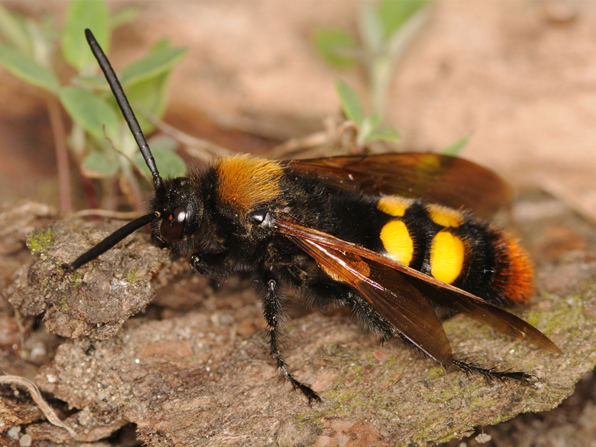 Megascolia maculata - óriás-tőrösdarázs