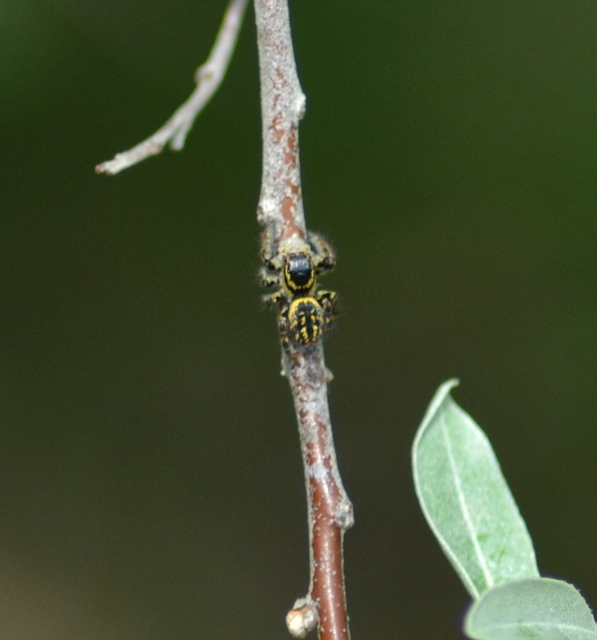 Carrhotus xanthogramma - rozsdás ugrópók