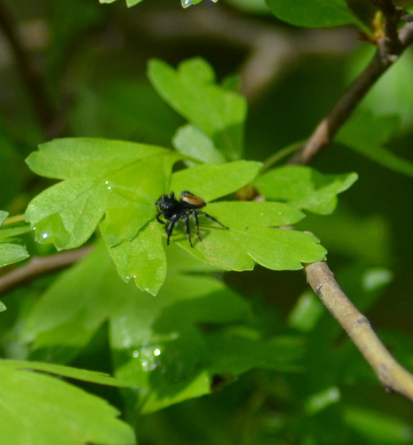 Carrhotus xanthogramma - rozsdás ugrópók