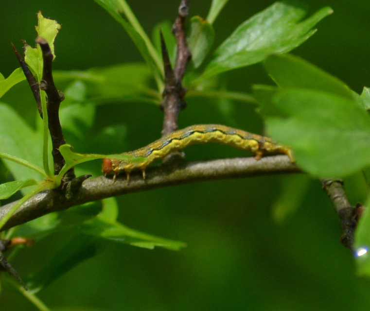 Erannis defoliaria - nagy téliaraszoló