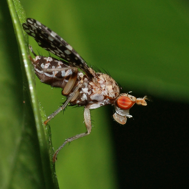 Trypetoptera punctulata - pirosszemű szarvaslégy