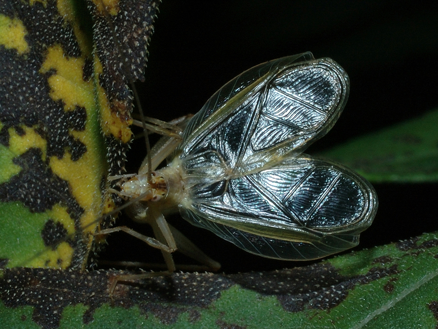 Oecanthus pellucens - pirregőtücsök