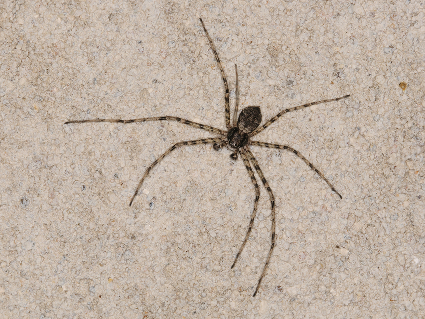 Philodromus margaritatus - bükkfa-fürgekarolópók