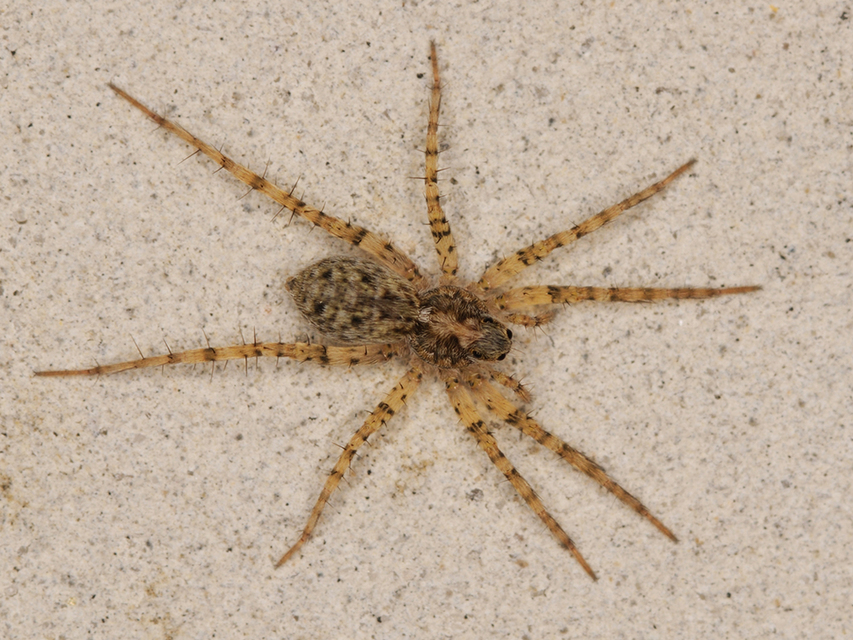 Pardosa