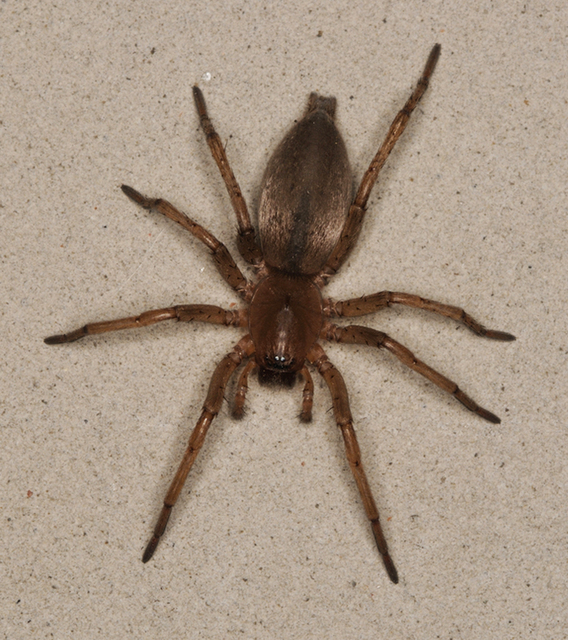 Drassodes