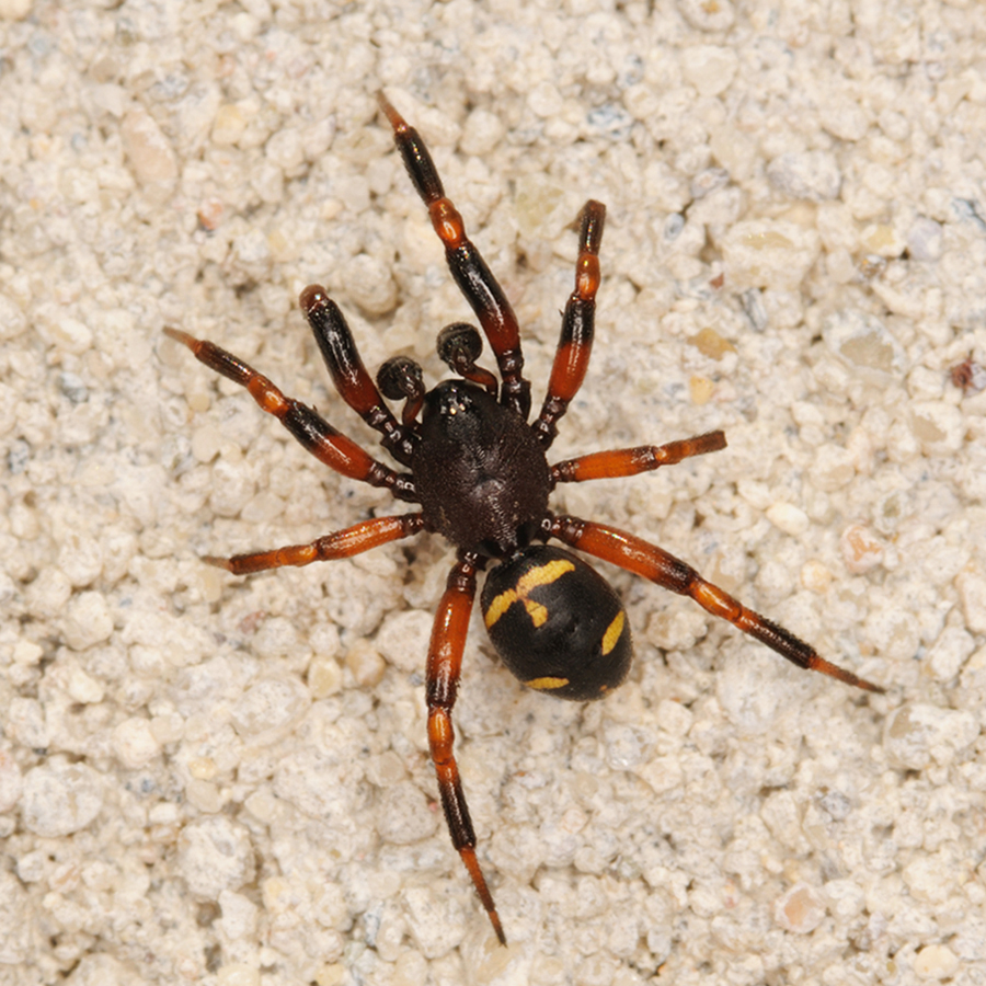 Asagena phalerata