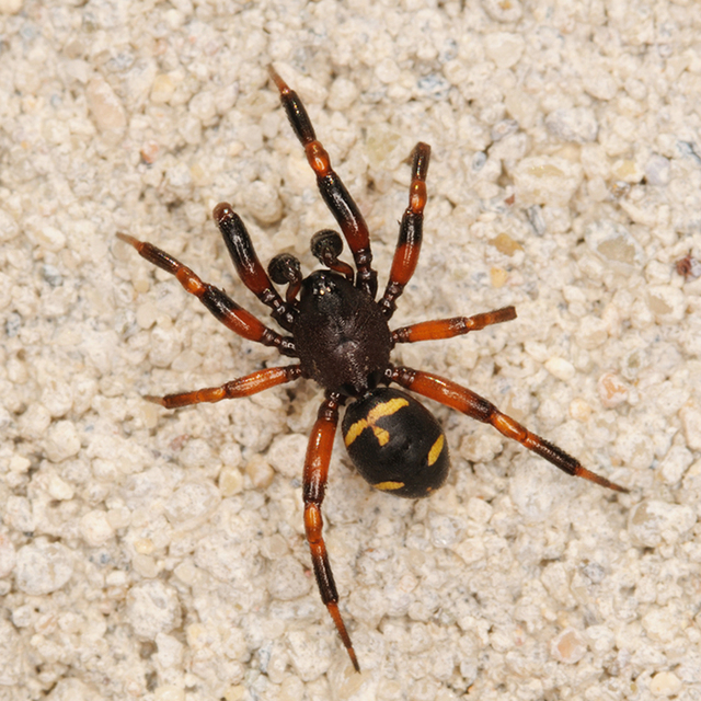 Asagena phalerata