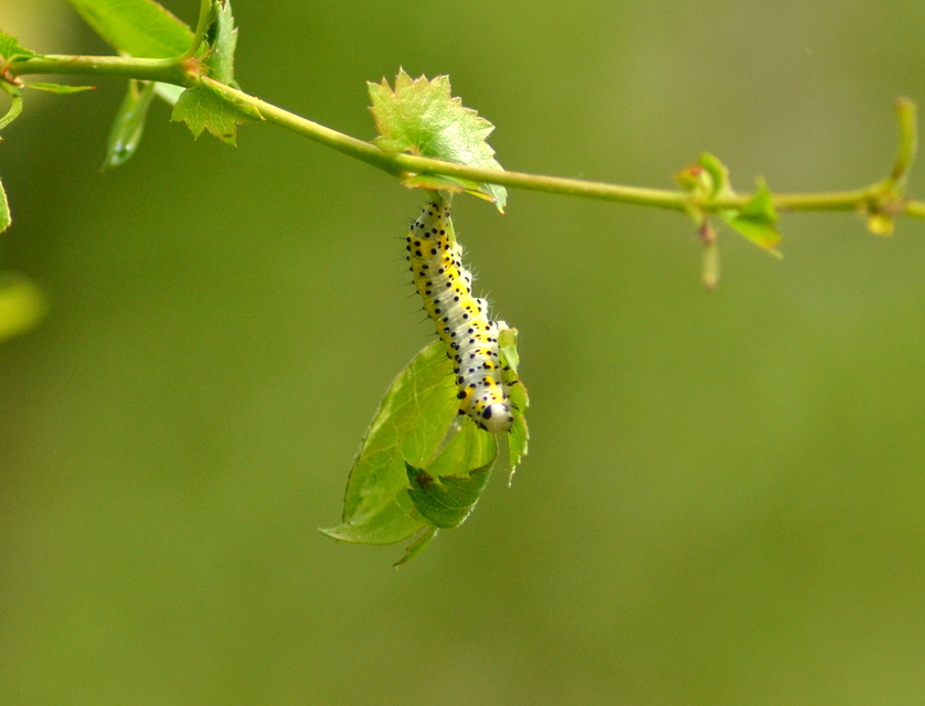 Diloba caeruleocephala - őszi kékesbagoly