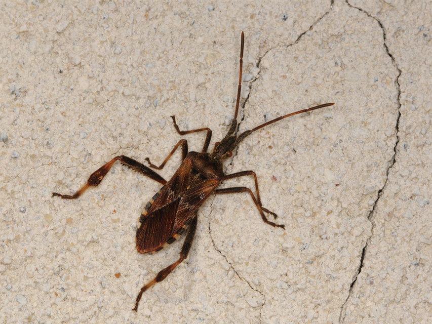 Leptoglossus occidentalis - nyugati levéllábú poloska Leptoglossus occidentalis - nyugati levéllábú poloska