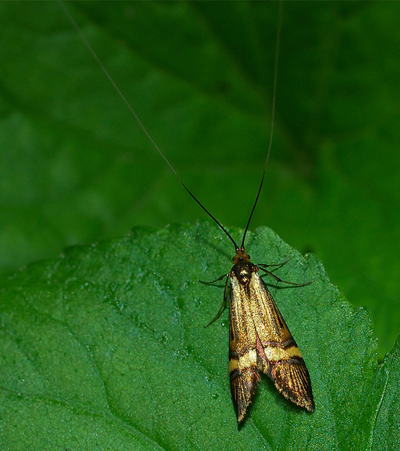 Nemophora degeerella - pompás tőrösmoly