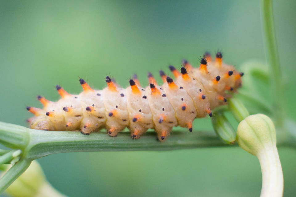 Zerynthia polyxena - farkasalmalepke