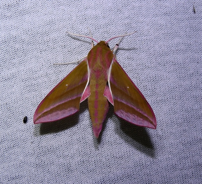 Deilephila elpenor - szőlőszender