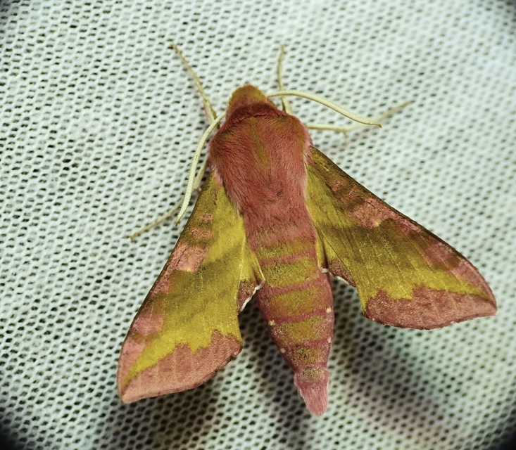 Deilephila porcellus - piros szender