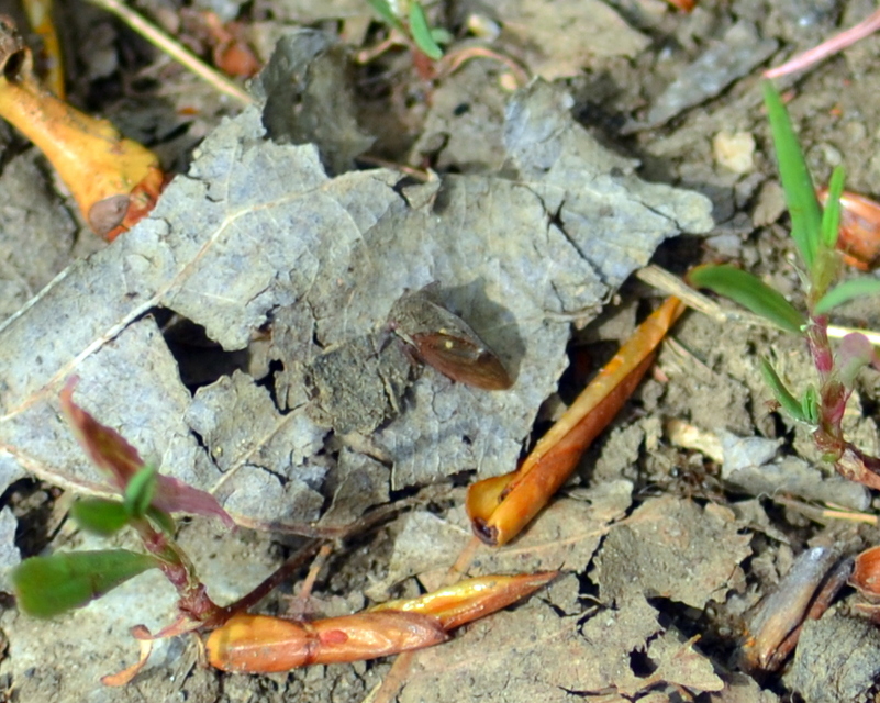 Centrotus cornutus - szarvaskabóca