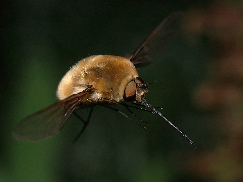 Bombyliinae