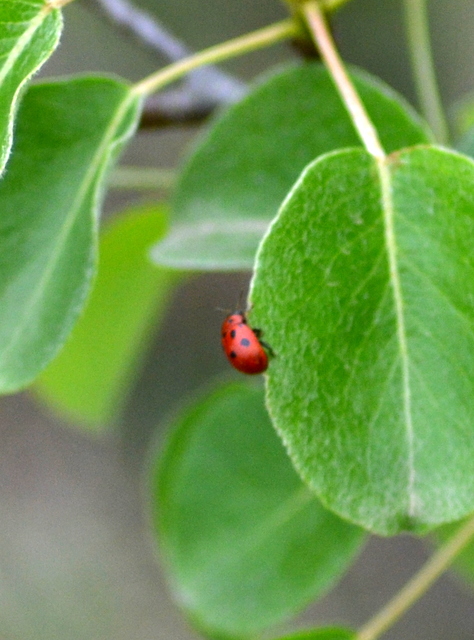 Gonioctena fornicata - közönséges lucernabogár
