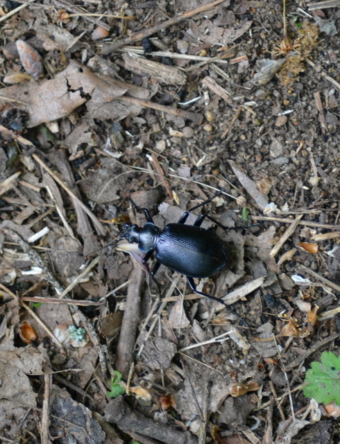 Calosoma inquisitor - kis bábrabló