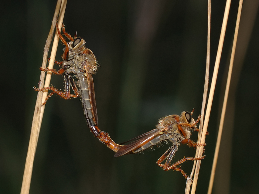 Stenopogon