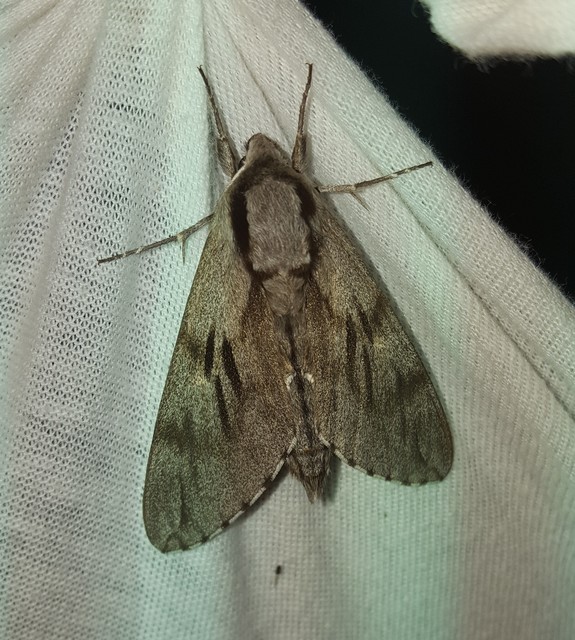 Hyloicus pinastri - fenyőszender