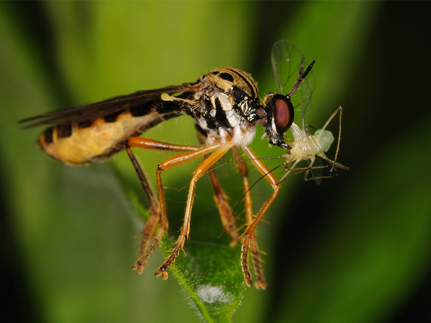 Dioctria linearis - karcsú héjalégy