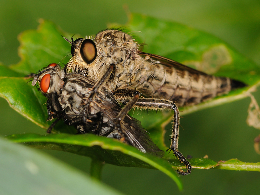 Asilidae - rablólégyfélék