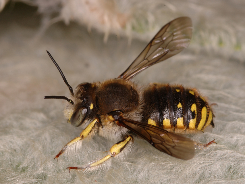 Anthidium