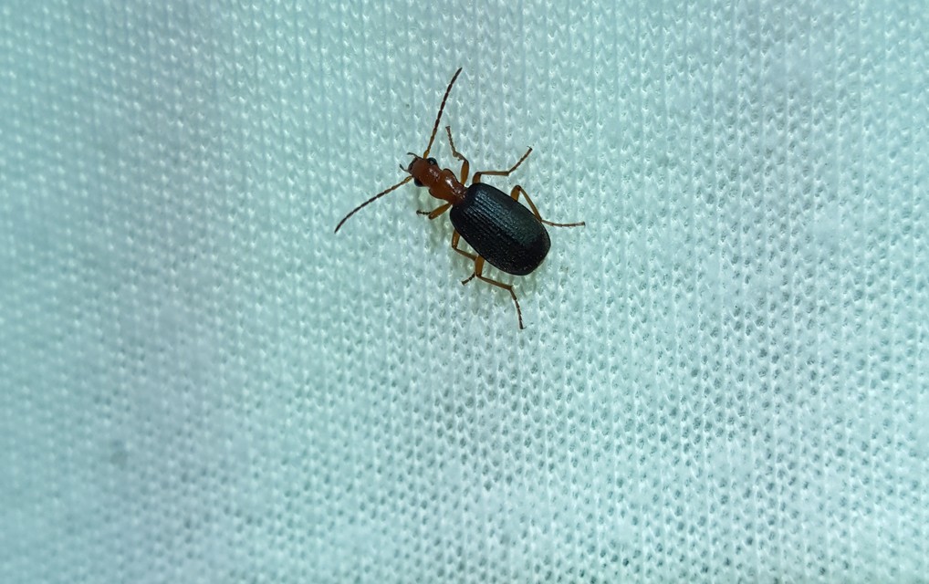 Brachinus