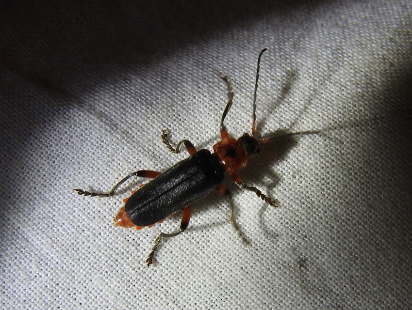 Cantharis rustica - suszterbogár