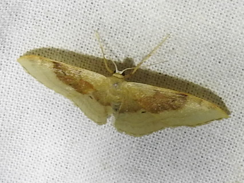 Idaea degeneraria - barnasávos araszoló