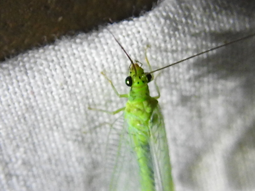 Chrysopidae - zöldfátyolkák