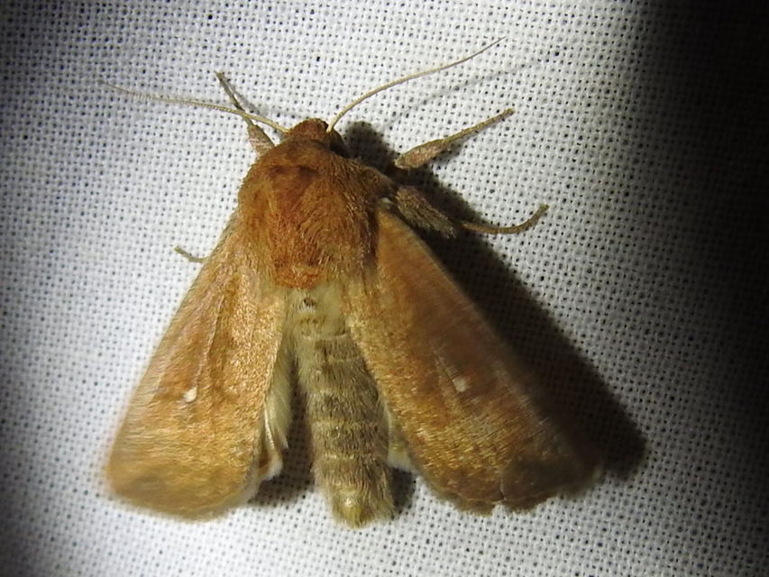 Mythimna albipuncta - fehérpettyes rétibagoly