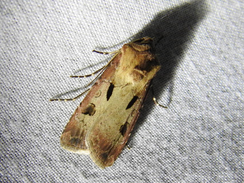 Agrotis exclamationis - felkiáltójeles földibagoly