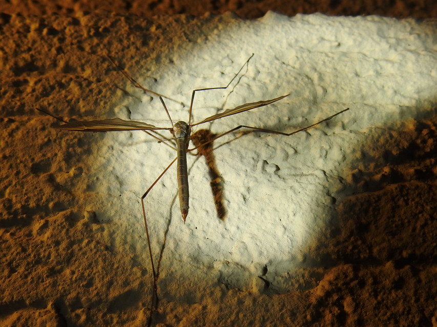 Tipulidae - lószúnyogok