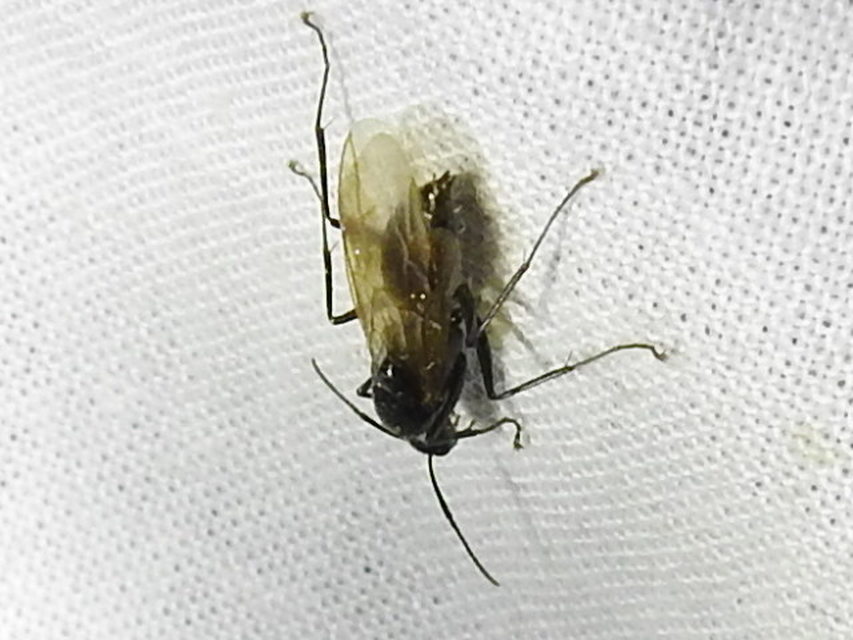 Camponotus