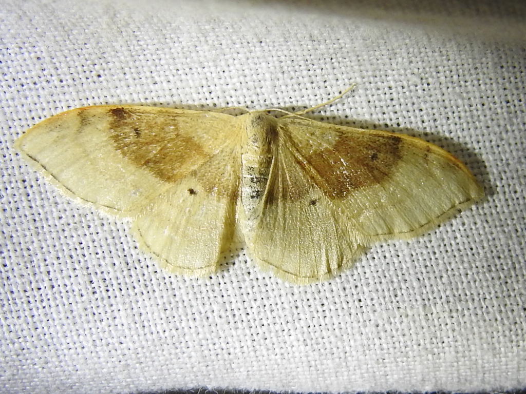 Idaea degeneraria - barnasávos araszoló