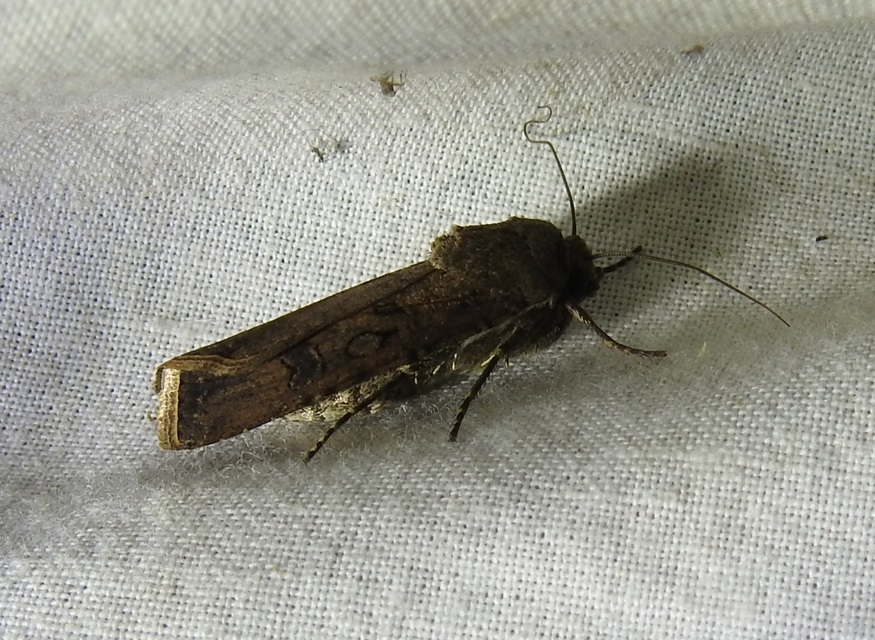 Agrotis segetum - vetési földibagoly