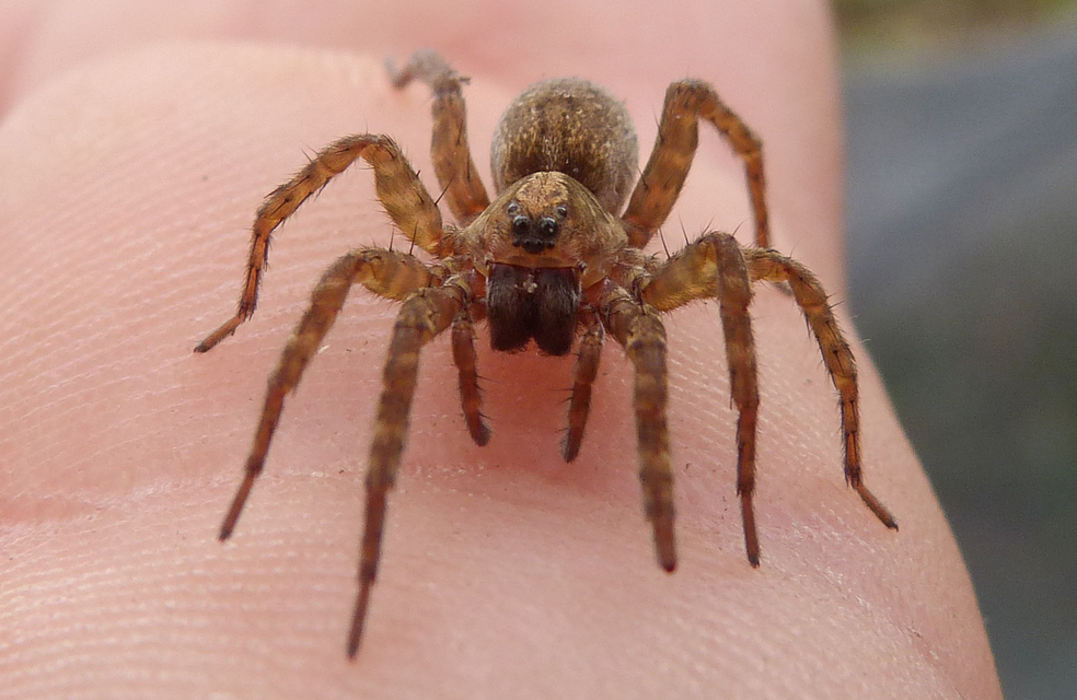 Alopecosa sulzeri