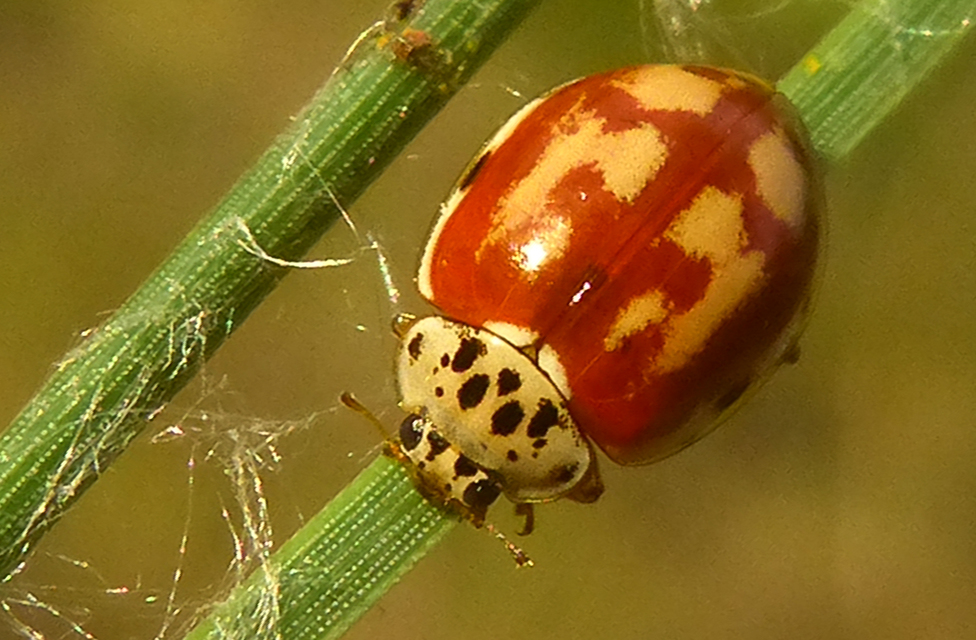 Harmonia quadripunctata - négypettyes katica
