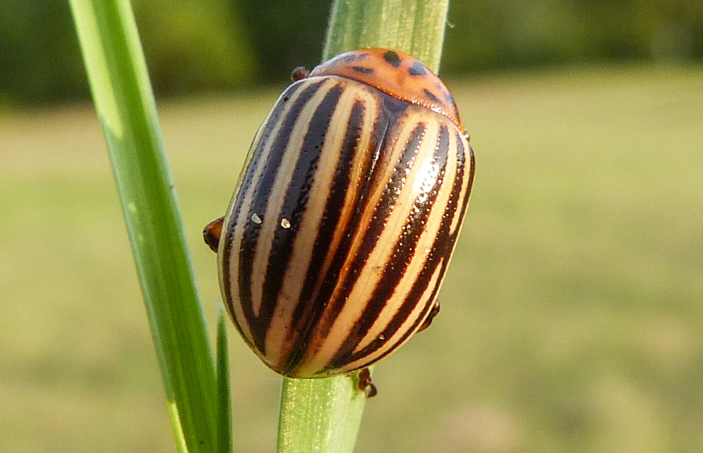 Leptinotarsa decemlineata - burgonyabogár