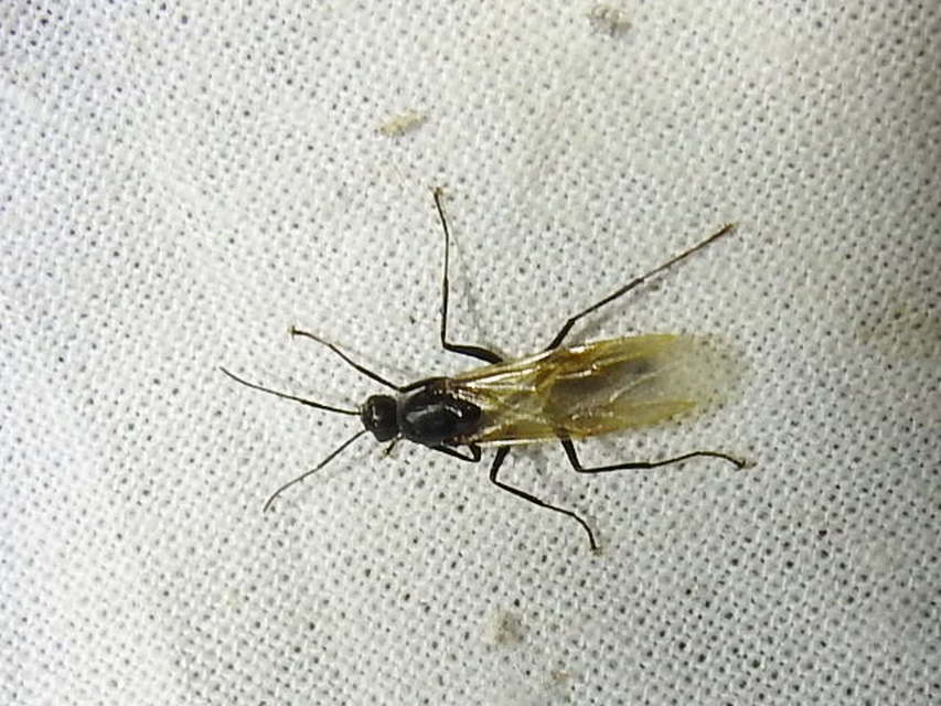 Camponotus