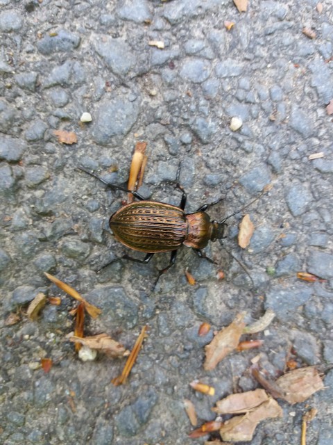 Carabus ulrichii - rezes futrinka Carabus ulrichii - rezes futrinka