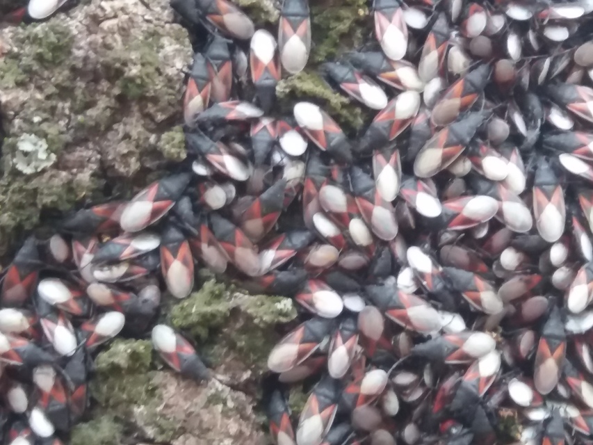 Oxycarenus lavaterae - hársbodobács
