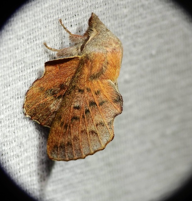 Phyllodesma tremulifolia - nyárlevélpohók