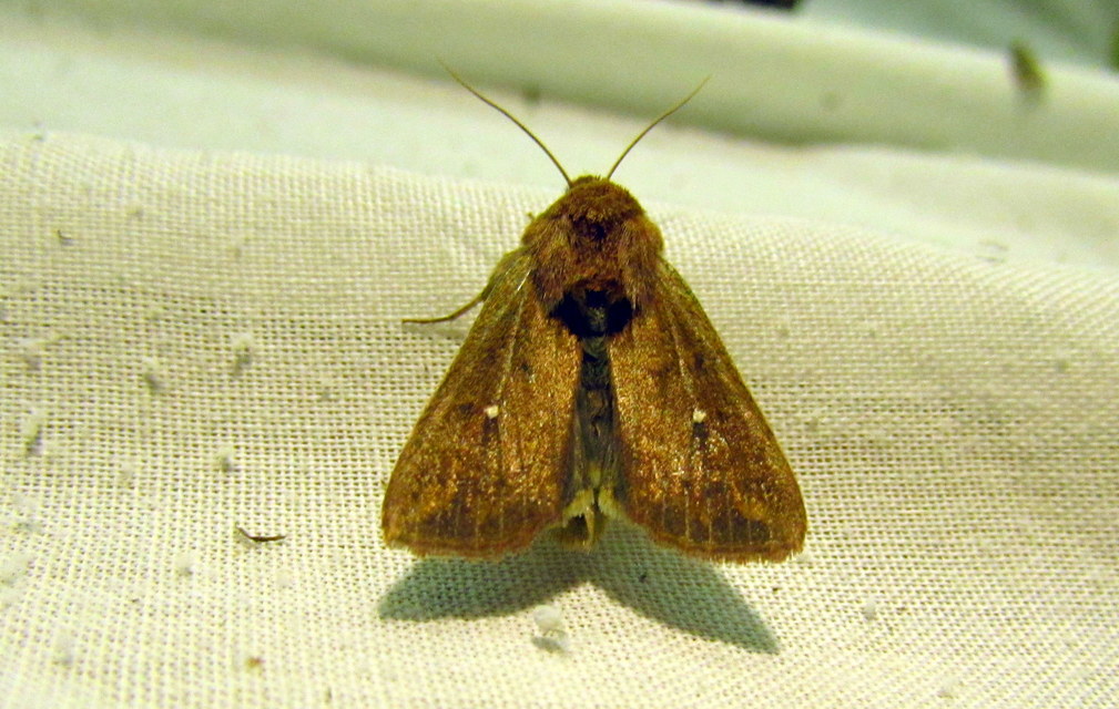 Mythimna albipuncta - fehérpettyes rétibagoly