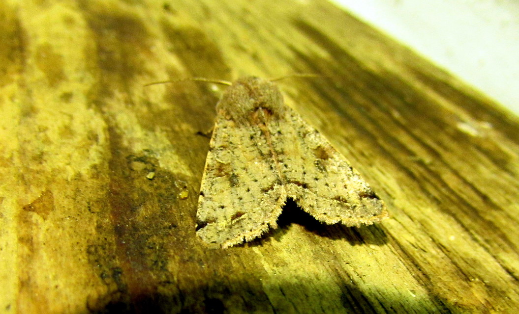 Orthosia incerta - változékony barkabagoly